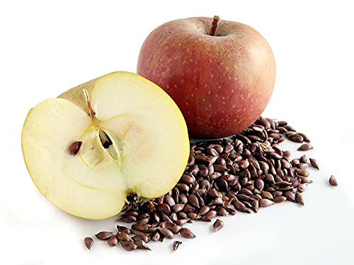 cocojojo Apple Seed Oil - Pure Natural Unrefined Bulk 128 oz - 1 Gallon Extra Virgin Cold Pressed for Face Skin Hands Hair Nails Facial Care Pyrus Malus